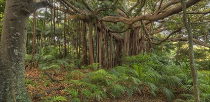 Banyan Tree - Lord Howe Island - NSW T (PH4 00 11688)
